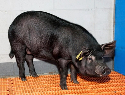 치매걸린 복제 흑돼지[제주대 박세필 교수팀 제공=연합뉴스]